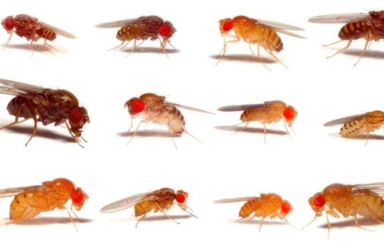 A variety of fruit flies shown on a white background