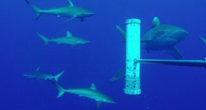 Galapagos sharks and silky sharks, with an underwater feeding device in view