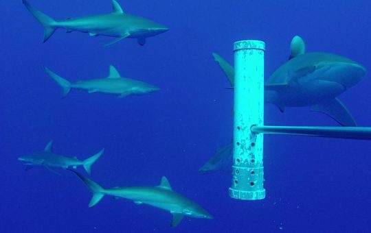 Galapagos sharks and silky sharks, with an underwater feeding device in view