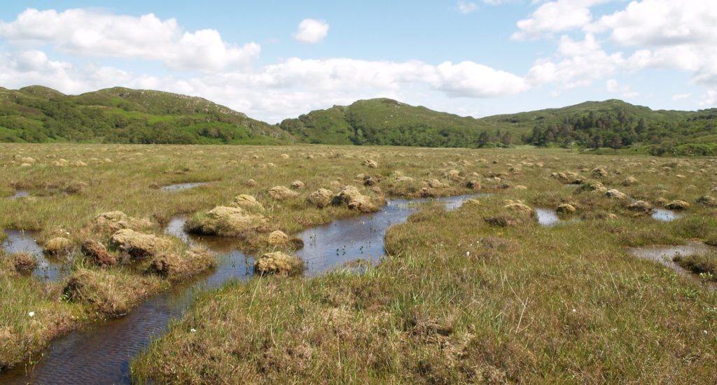 An image of peatland - flooded, marshy land - under blue sky with white clouds