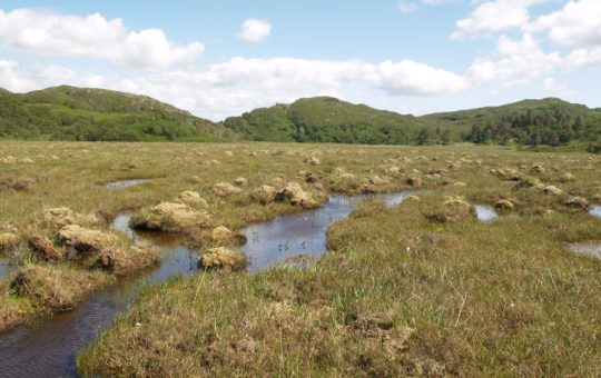 An image of peatland - flooded, marshy land - under blue sky with white clouds