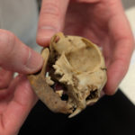 New research fellowship seeking to address the UK’s ‘crisis’ of archaeological curation