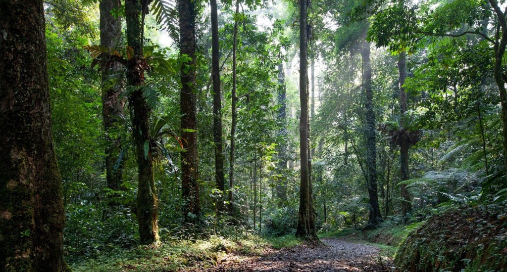 An image of trees in a dense forest