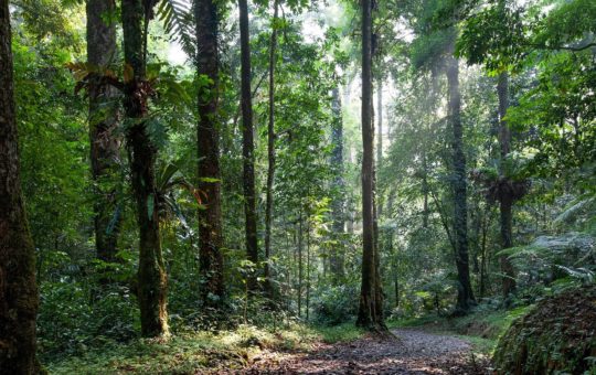 An image of trees in a dense forest