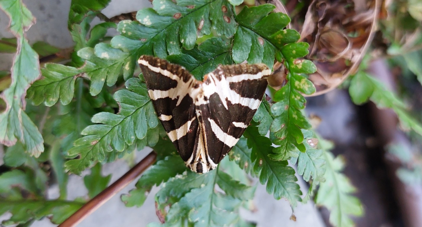 A Jersey tiger moth