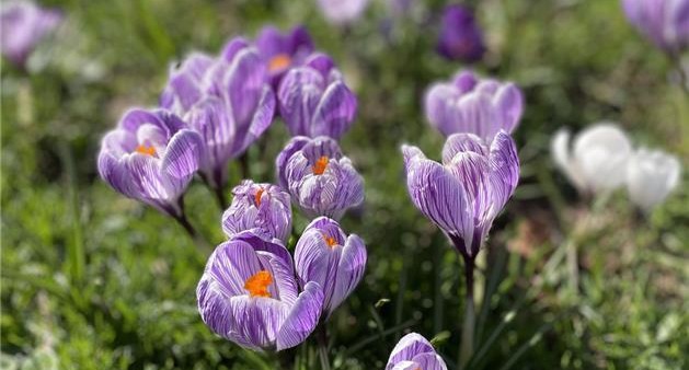 A close-up image of purple crocuses