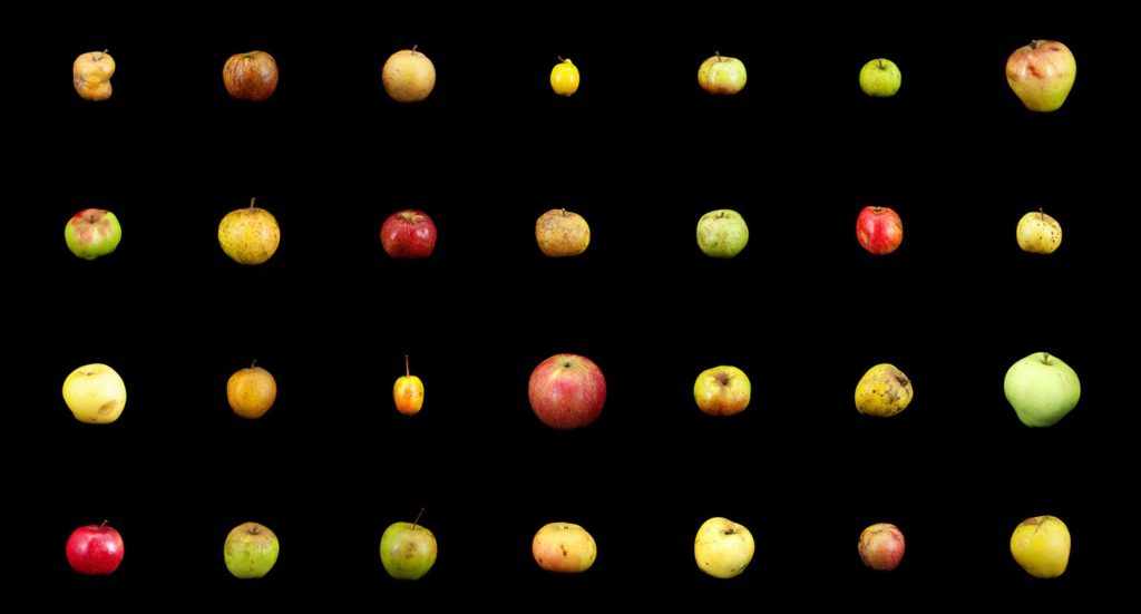 Multiple images of apples set on a black background