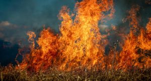 Grass in a field on fire