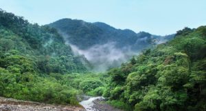 An area of rainforest, with mist hanging over the trees and a small river running through the middle