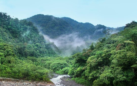 An area of rainforest, with mist hanging over the trees and a small river running through the middle