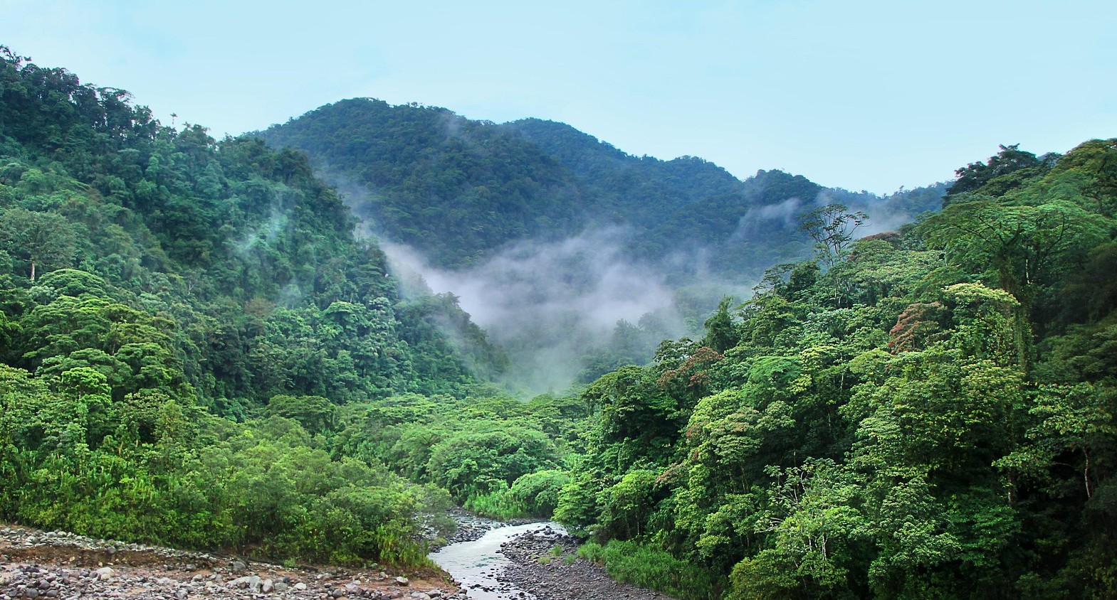 An area of rainforest, with mist hanging over the trees and a small river running through the middle