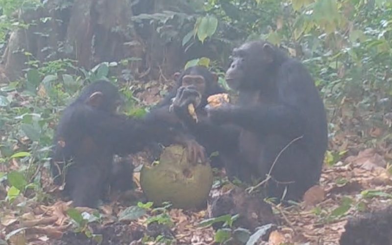 Three chimpanzees sitting on the ground around a large African breadfruit