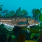 Chip-shop fish among key seabed engineers