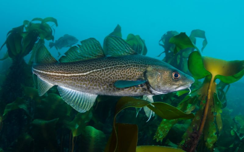 A close up portrait of a cod (Gadus morhua) in a kelp forest. There are several other cod in the background.