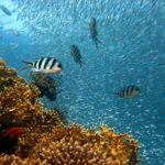 World on course to trigger multiple climate ‘tipping points’ unless action accelerates