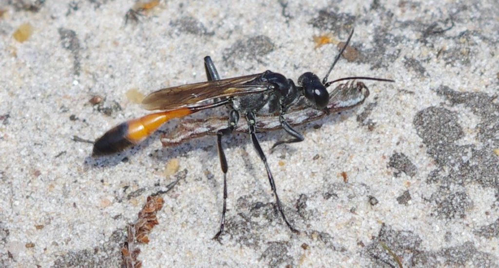 A female wasp carrying a caterpillar