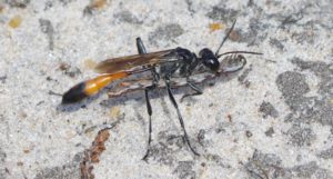 A female wasp carrying a caterpillar