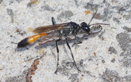 A female wasp carrying a caterpillar