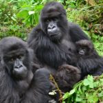 Gorilla study reveals complex pros and cons of friendship