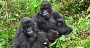 Two adult gorillas sitting in undergrowth with two small young gorillas