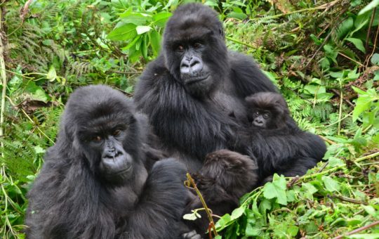 Two adult gorillas sitting in undergrowth with two small young gorillas
