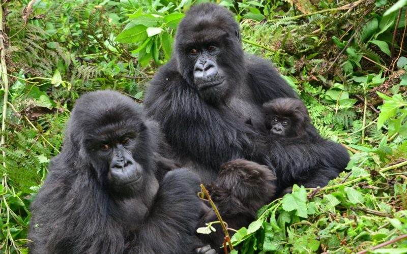 Two adult gorillas sitting in undergrowth with two small young gorillas
