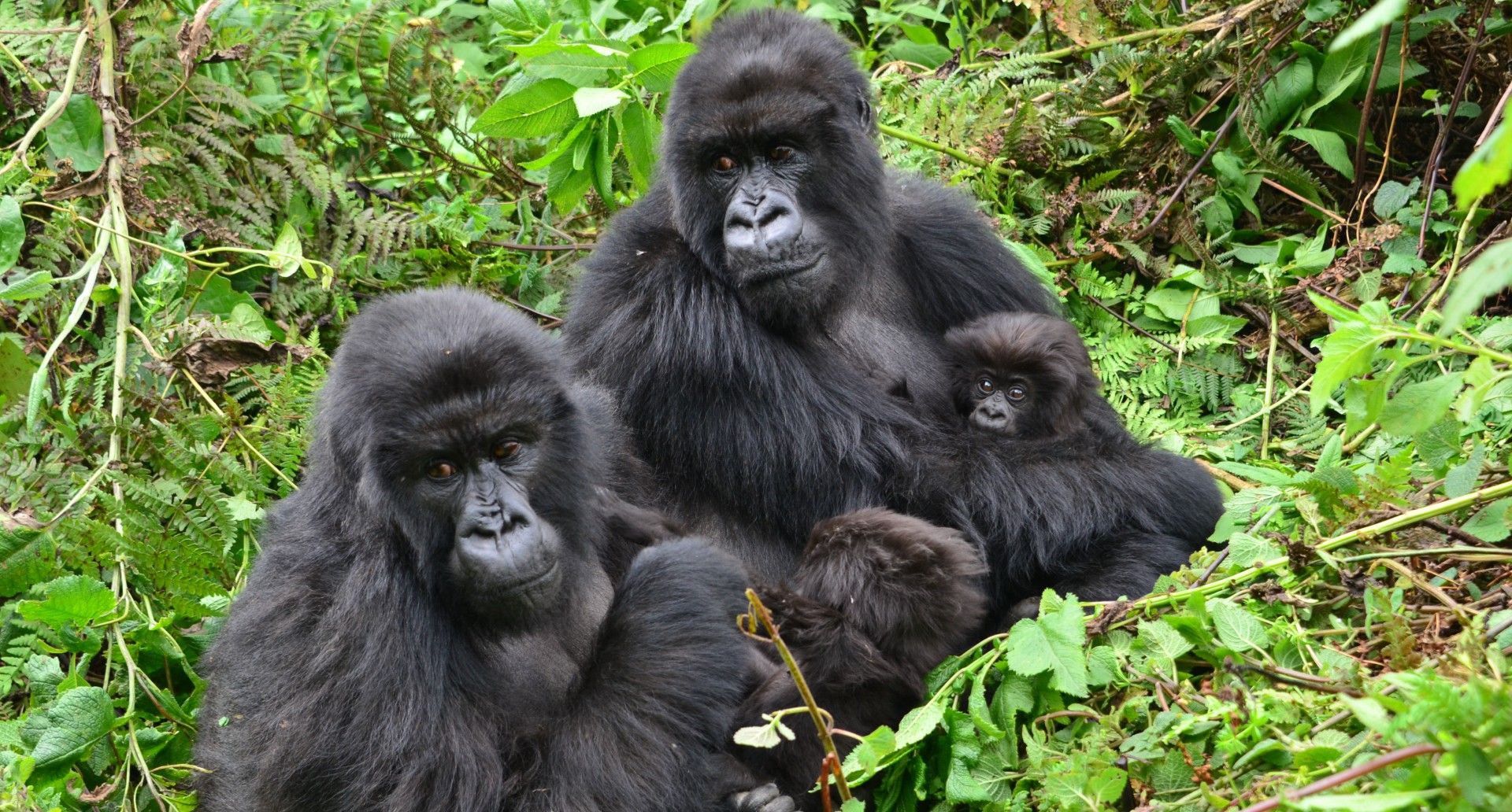 Gorilla study reveals complex pros and cons of friendship