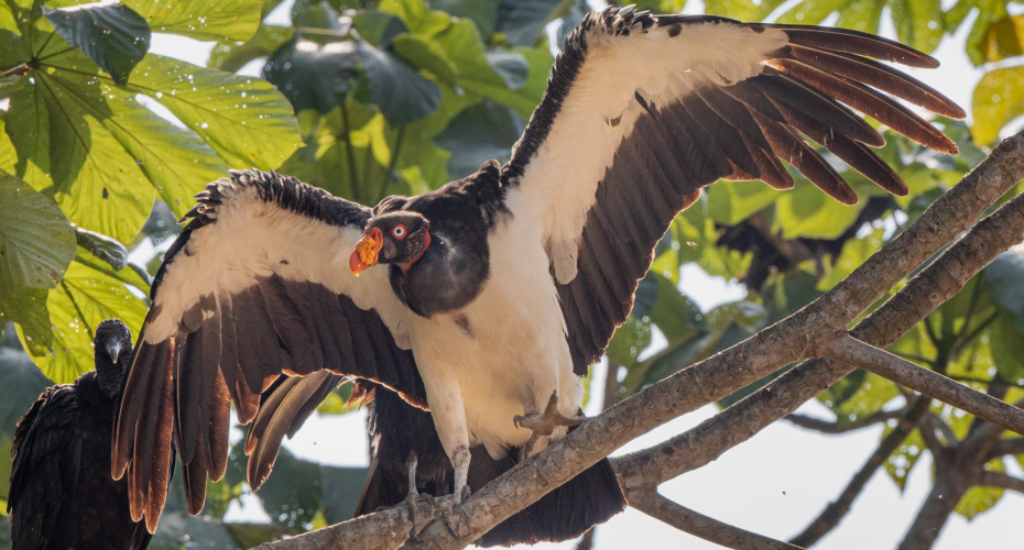 Vanishing vultures could have hidden costs for the planet
