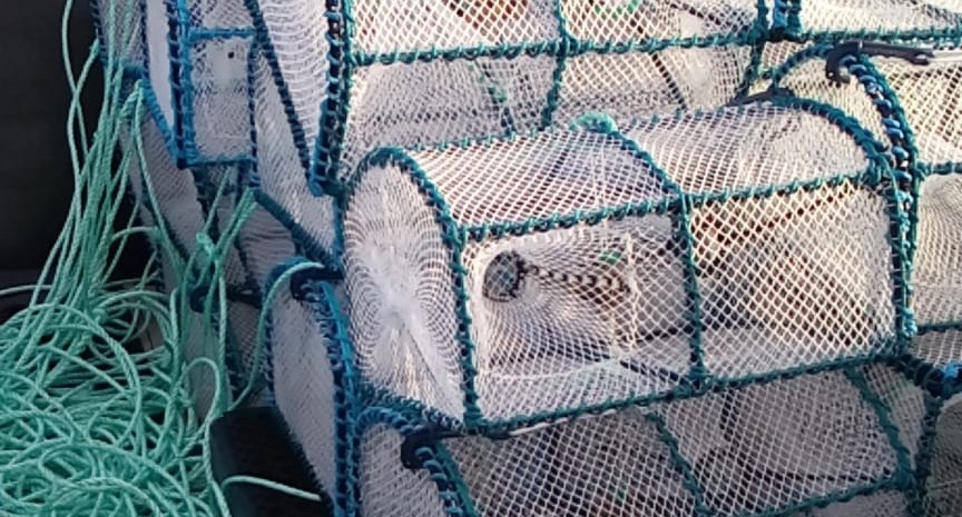 Scottish shrimp study illuminates new potential for bait-less fishing