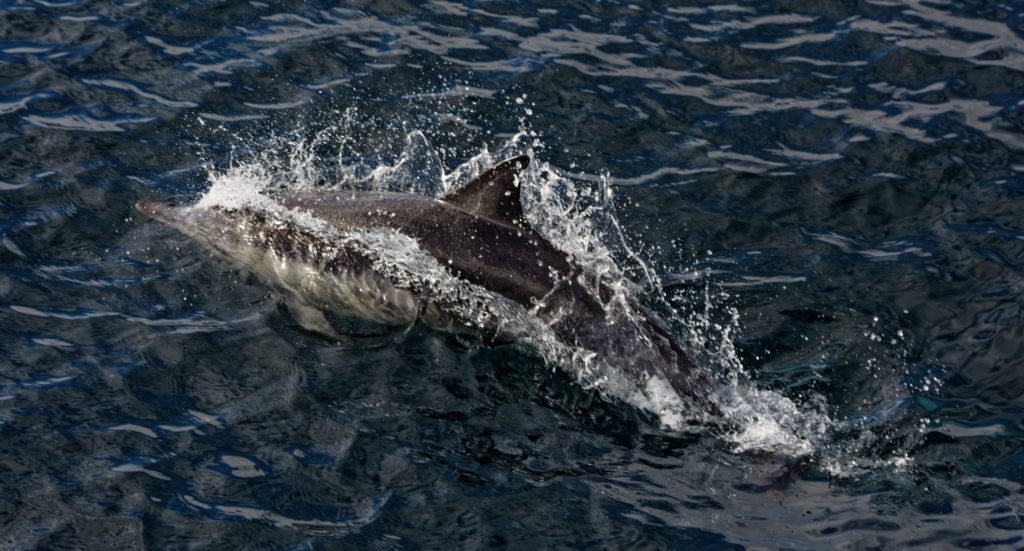 A dolphin swimming near the ocean surface