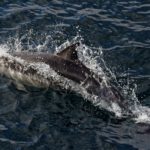 Deep-sea mining could harm remote ocean ecosystems