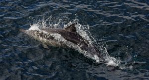 A dolphin swimming near the ocean surface