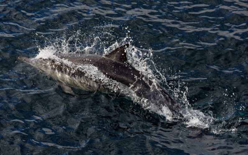 A dolphin swimming near the ocean surface