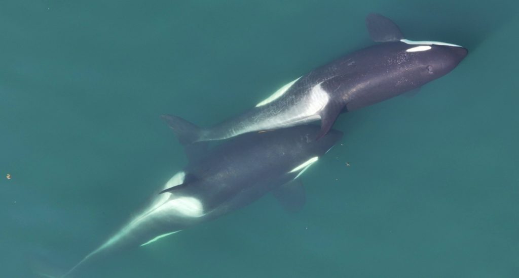 Two killer whales swimming in contact with each other, with a small length of kelp stem just visible between their bodies