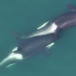 Killer whales make seaweed ‘tools’ to scratch each other’s backs
