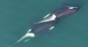 Two killer whales swimming in contact with each other, with a small length of kelp stem just visible between their bodies
