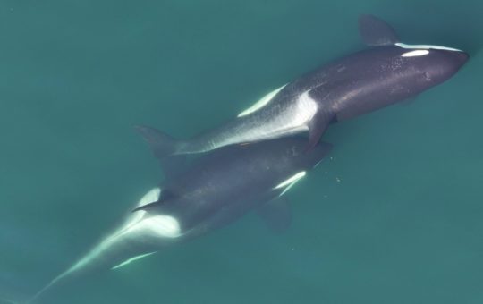 Two killer whales swimming in contact with each other, with a small length of kelp stem just visible between their bodies