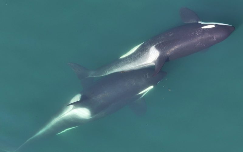 Two killer whales swimming in contact with each other, with a small length of kelp stem just visible between their bodies