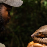 New research finds pangolins in Africa hunted for food rather than illicit scales trade