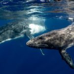 Top scientists call for permanent ban on high seas exploitation