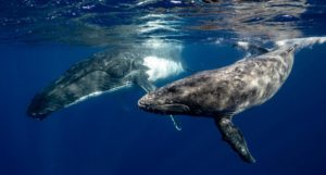 Two whales pictured just beneath the ocean surface
