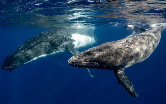 Two whales pictured just beneath the ocean surface
