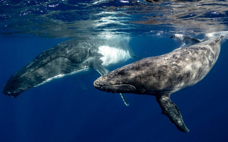 Two whales pictured just beneath the ocean surface