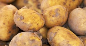 A close-up of slightly muddy potatoes