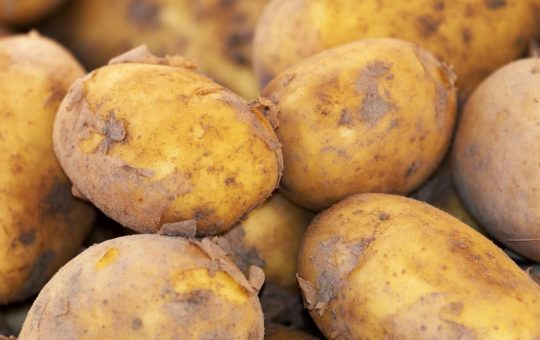 A close-up of slightly muddy potatoes