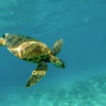 30% conservation plan ‘insufficient’ to protect large ocean species