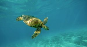 A sea turtle underwater