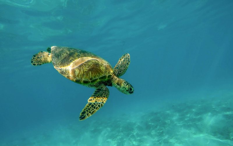A sea turtle underwater