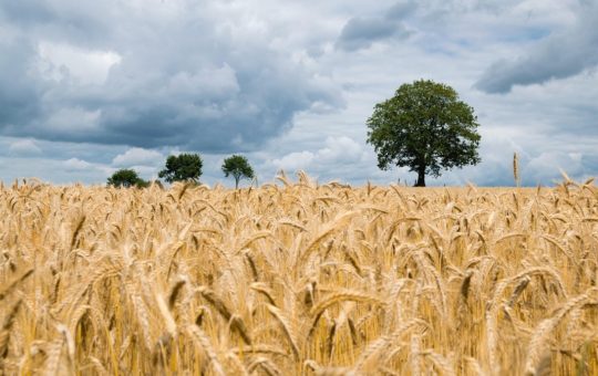 A wheat field under a cloudy sky