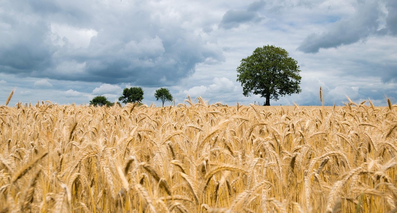 A wheat field under a cloudy sky